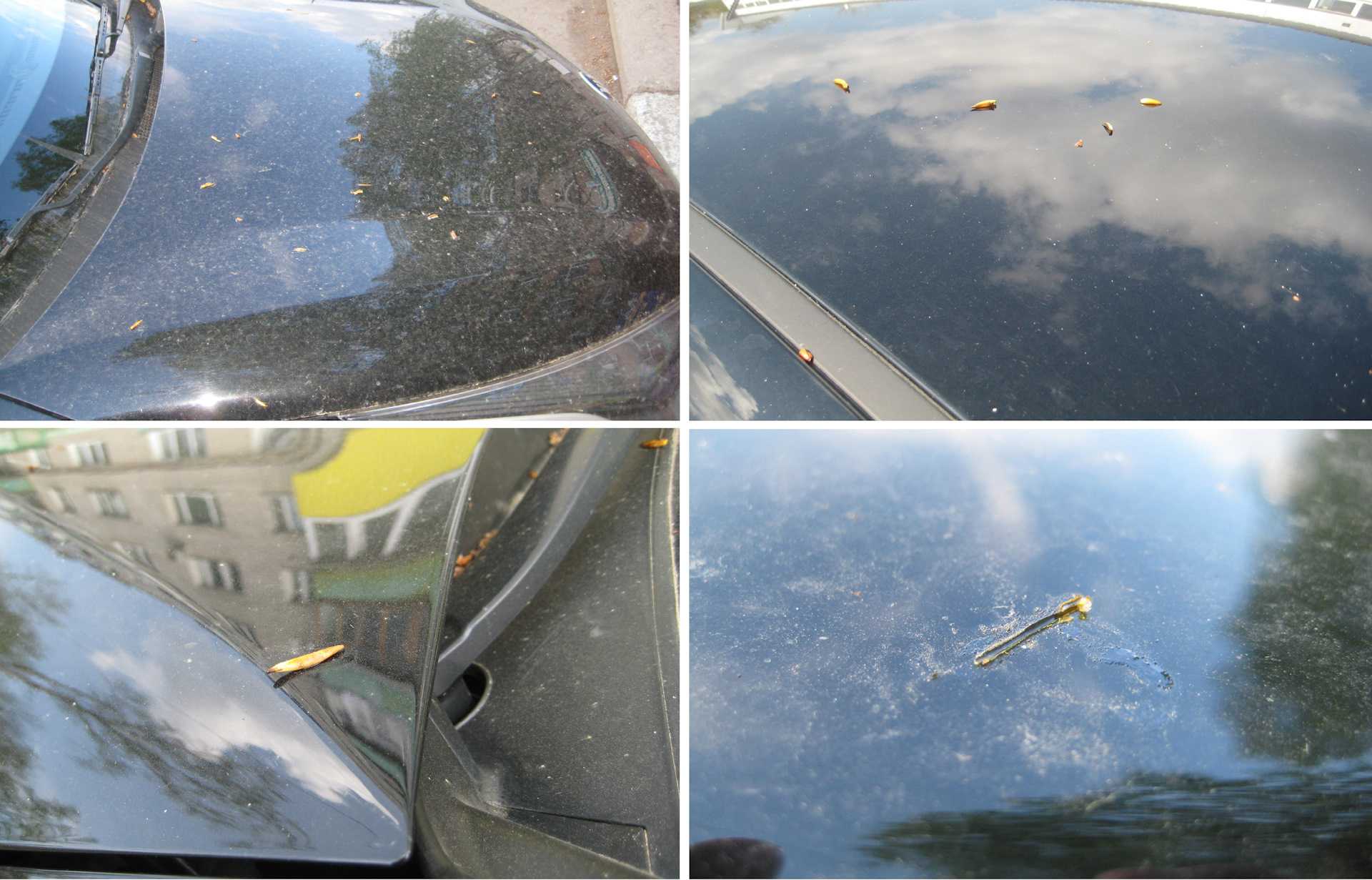 Для того чтобы не пришлось думать, как отмыть с машины тополиные почки, стоит провести профилактику их попадания на кузов автомобиля. Самым очевидным вариантом,