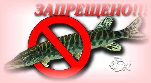 Запрет на ловлю щуки в волгоградской. Нерестовый запрет. Нерестовый период. Запрет на рыбалку щуки. Ловить рыбу запрещено.