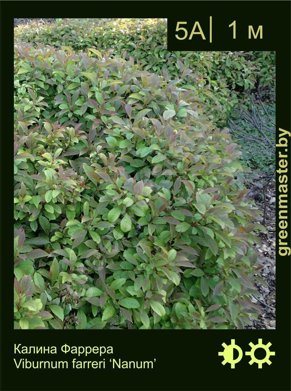Калина: посадка и уход в открытом грунте, выращивание в саду, обрезка и размножение
